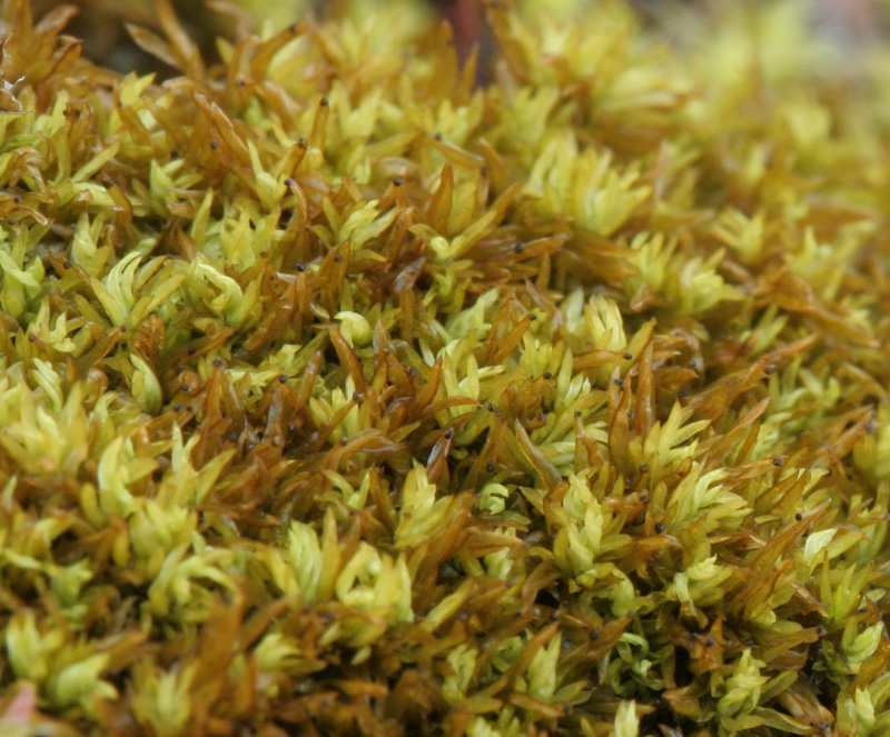 Tortella inclinata